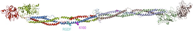 Figures and data in An internal thioester in a pathogen surface protein ...