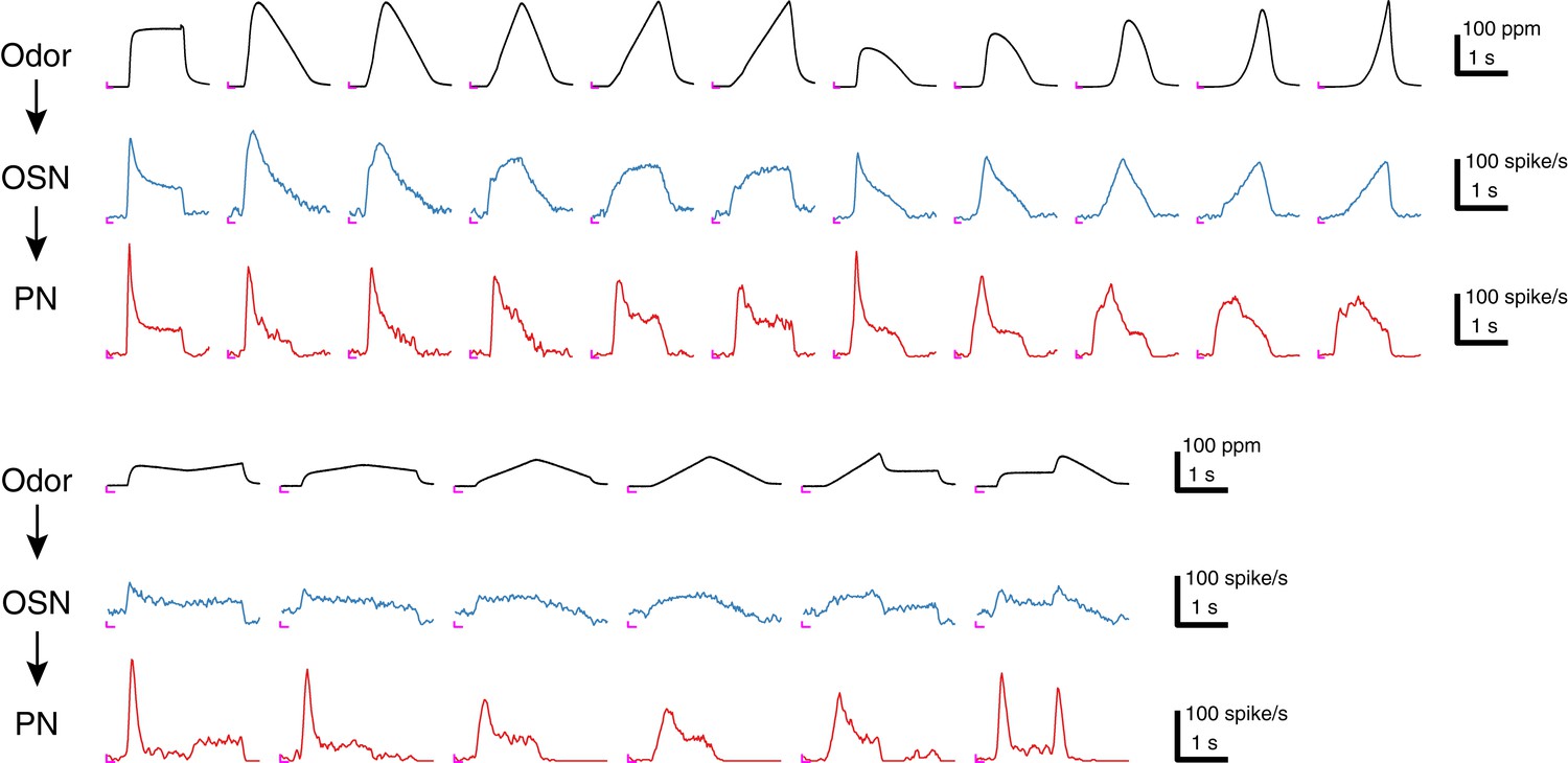 Figures and data in Projection neurons in Drosophila antennal lobes ...