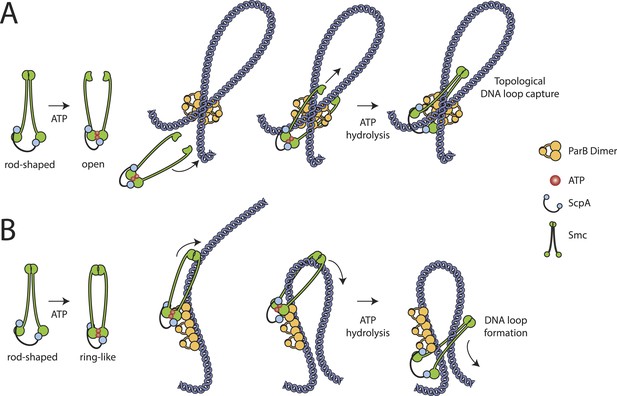 Figures and data in SMC condensin entraps chromosomal DNA by an ATP ...