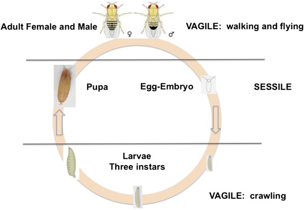 fruit flies were used as experimental material by morgan as