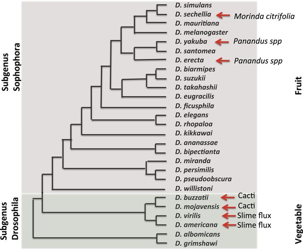 fruit flies were used as experimental material by morgan as