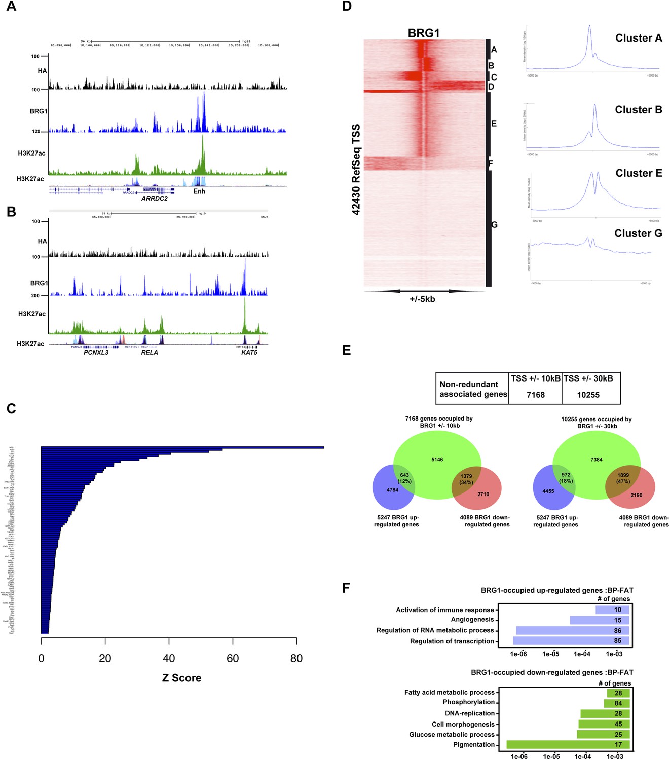 Figures and data in Transcription factor MITF and remodeller BRG1 ...