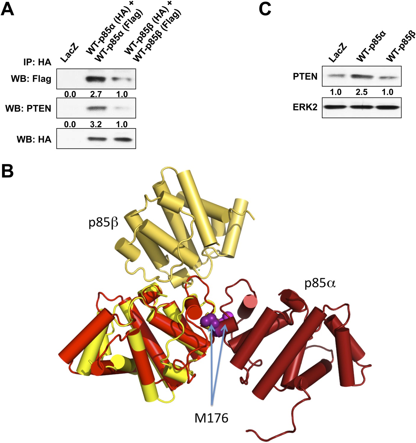 Figures And Data In Regulation Of The PI3K Pathway Through A P85α ...