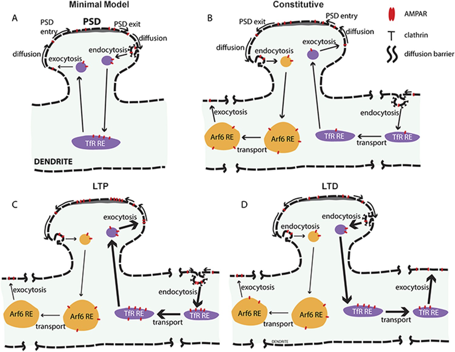 Synaptic activity regulates AMPA receptor trafficking through different ...