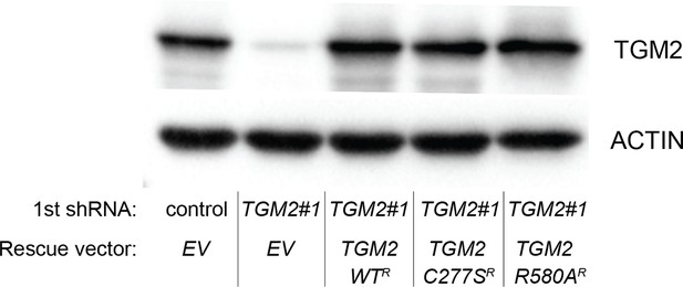 Figures And Data In Transglutaminase 2 Contributes To A TP53 Induced