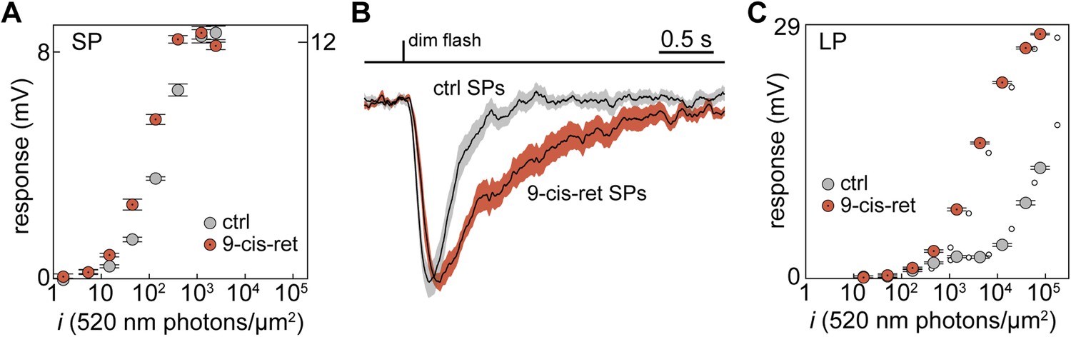 A Cambrian origin for vertebrate rods | eLife