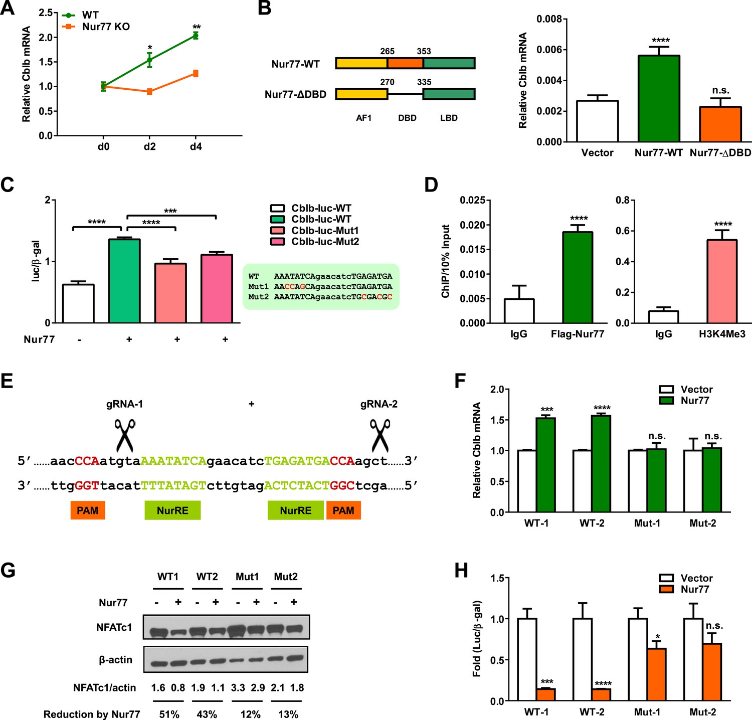 Nur77 Prevents Excessive Osteoclastogenesis By Inducing Ubiquitin ...