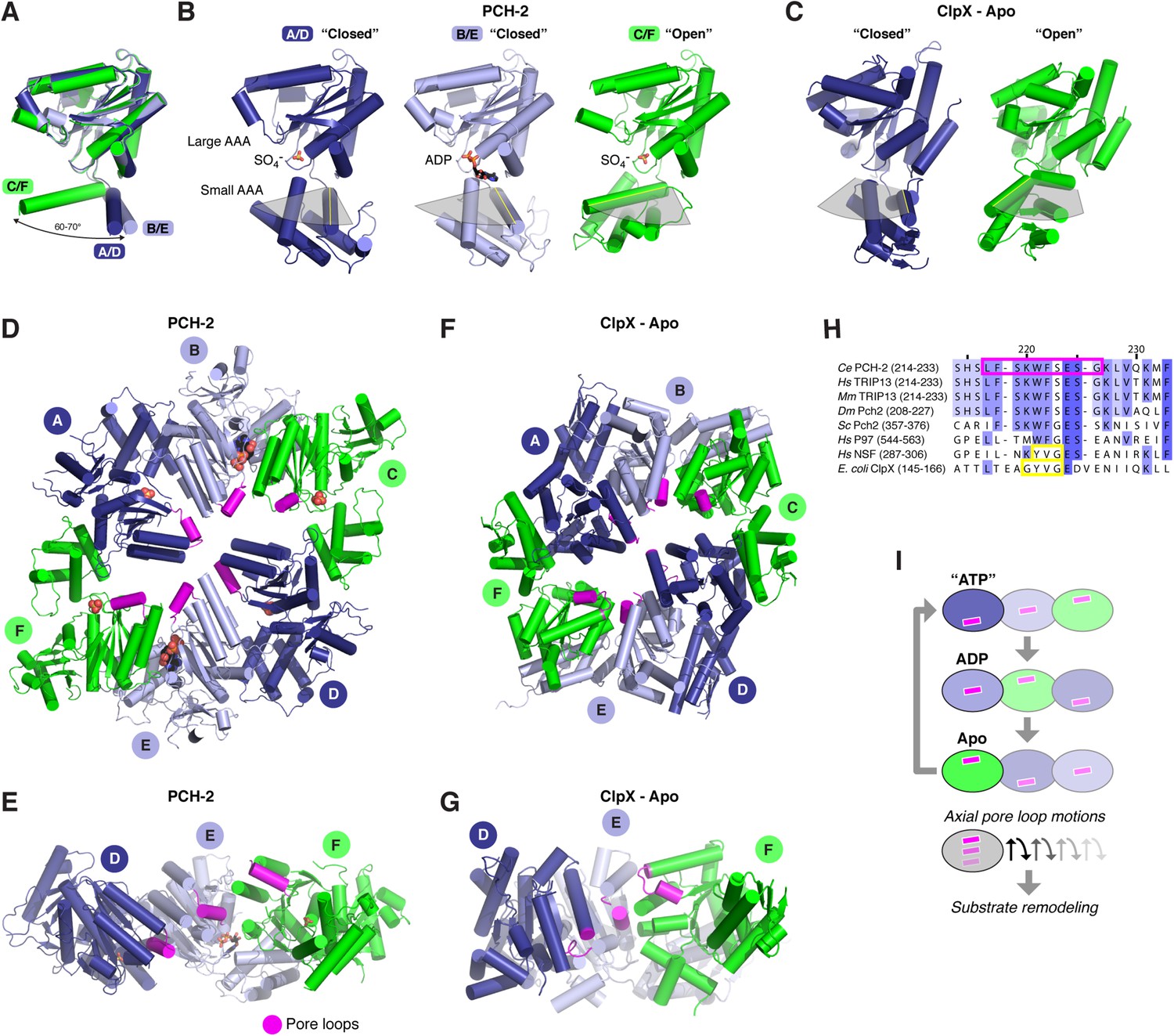 Figures and data in TRIP13 is a protein-remodeling AAA+ ATPase that ...