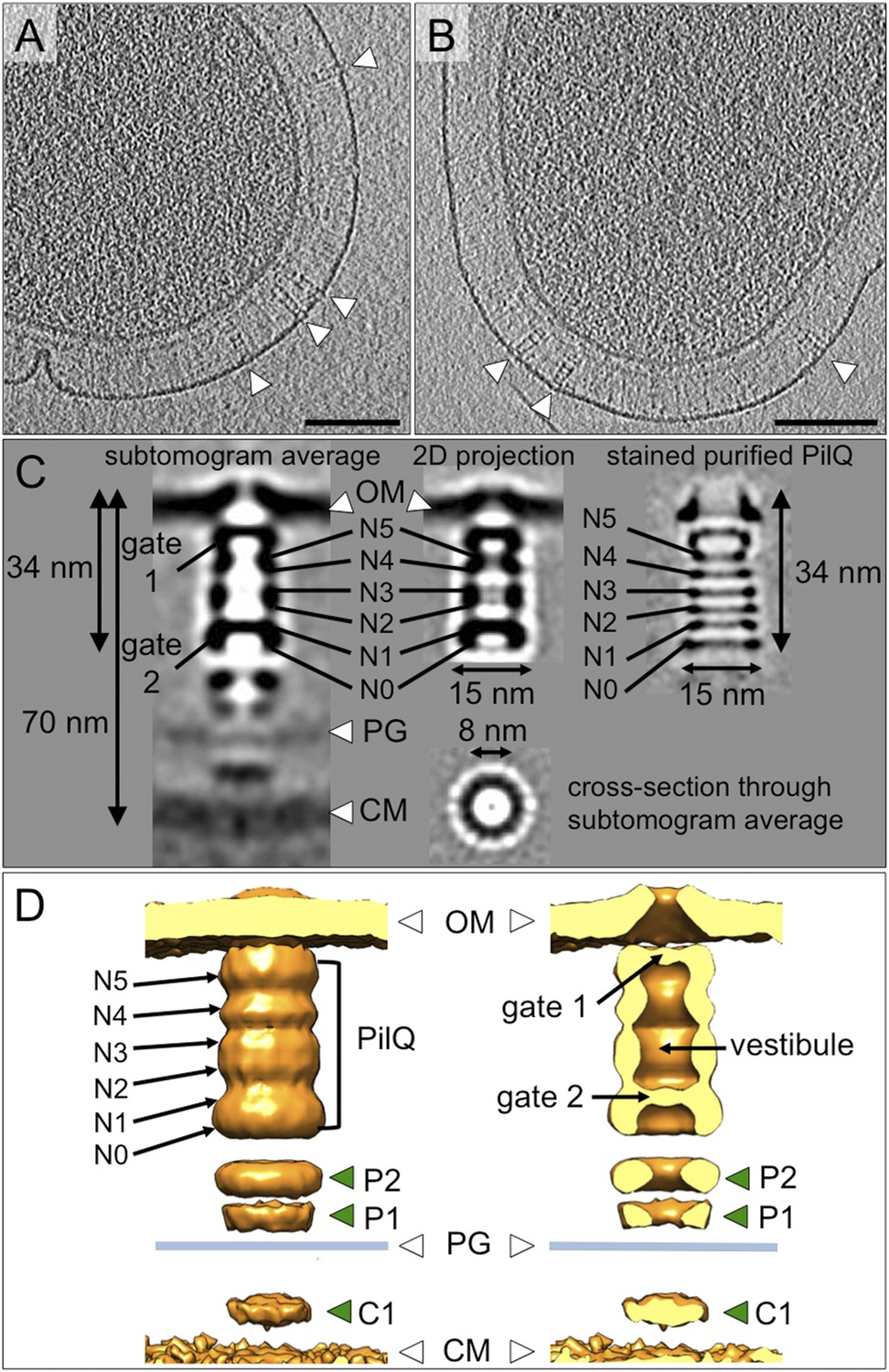 Subordinate Repeated Rafflesia Arnoldi Figures and data in Structure of a type IV pilus machinery in the open and  closed state | eLife