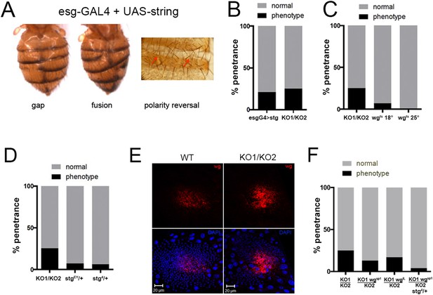 Figures And Data In Mir Controls Cell Proliferation And Migration