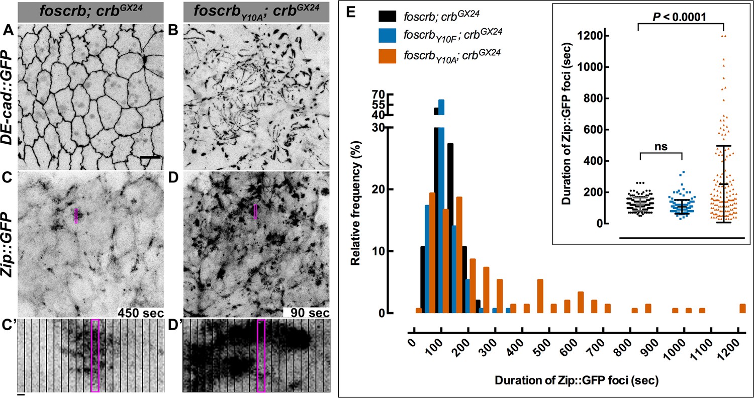 Crumbs is an essential regulator of cytoskeletal dynamics and cell 