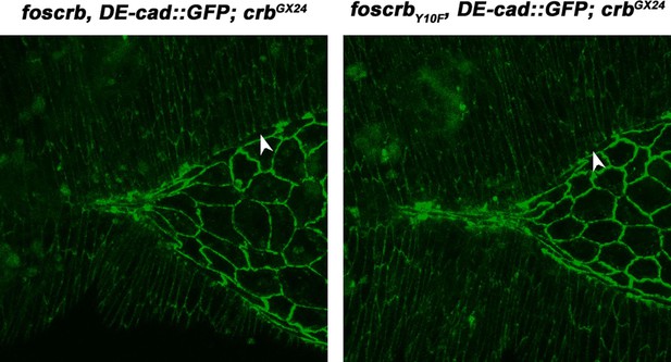 Figures and data in Crumbs is an essential regulator of cytoskeletal ...