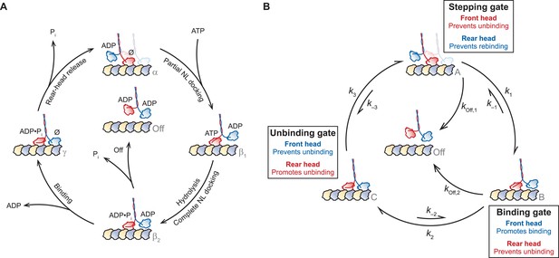 Examining kinesin processivity within a general gating framework | eLife