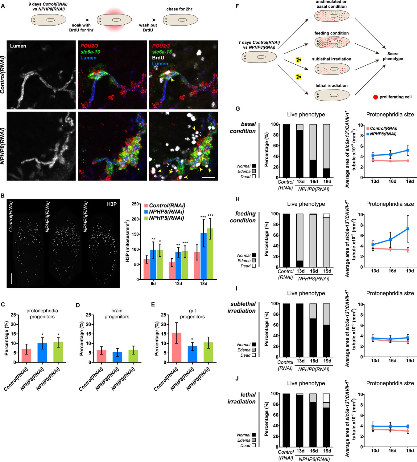 Stem cells and fluid flow drive cyst formation in an invertebrate ...