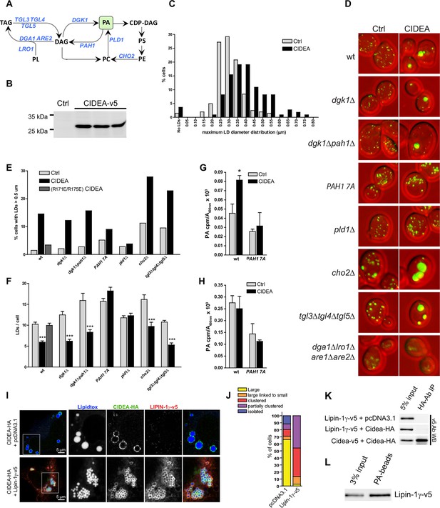 The brown adipocyte protein CIDEA promotes lipid droplet fusion via a ...