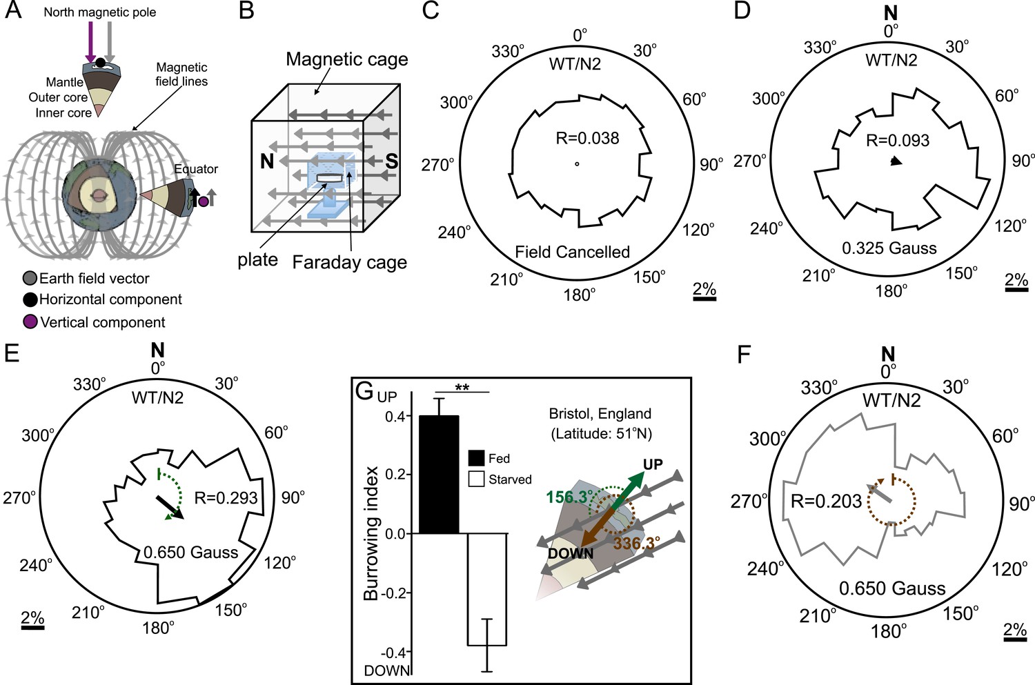 Figures and data in Magnetosensitive neurons mediate geomagnetic ...