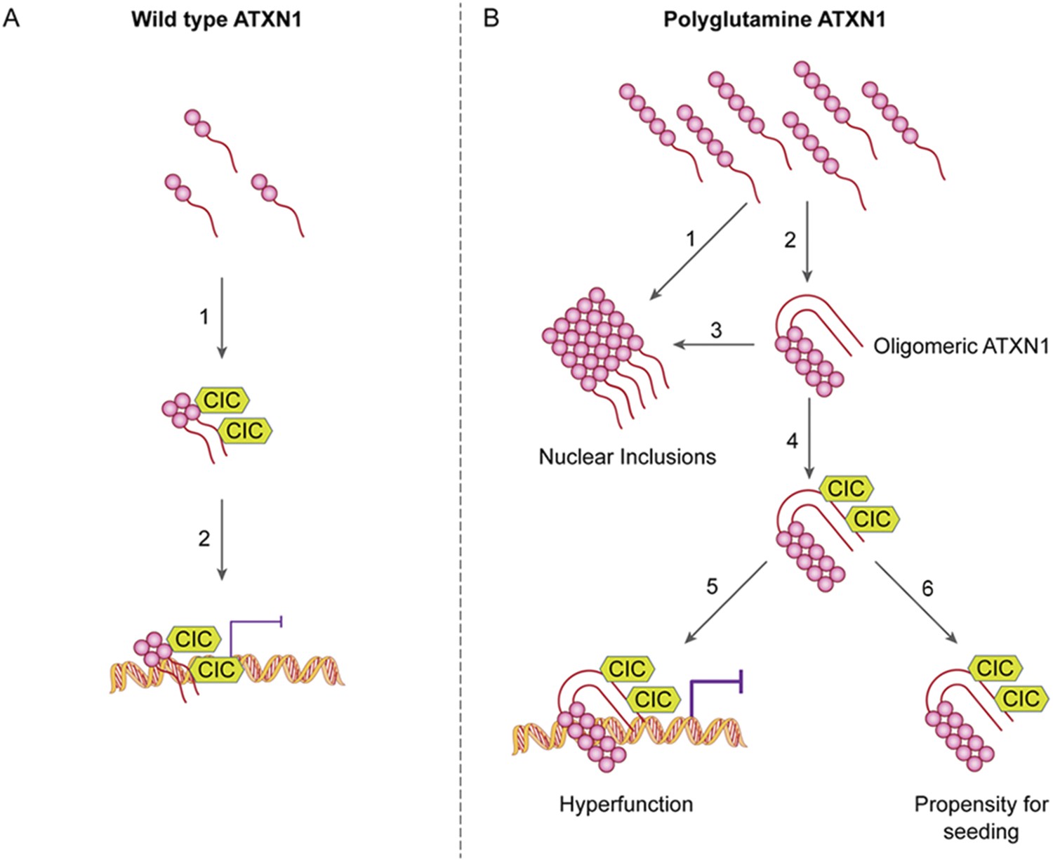 Figures and data in A native interactor scaffolds and stabilizes toxic ...