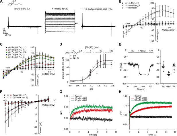 Figures and data in A K+-selective CNG channel orchestrates Ca2 ...