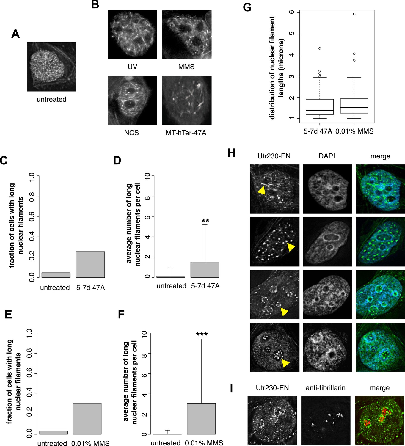 Figures And Data In Dna Damage Induces Nuclear Actin Filament Assembly