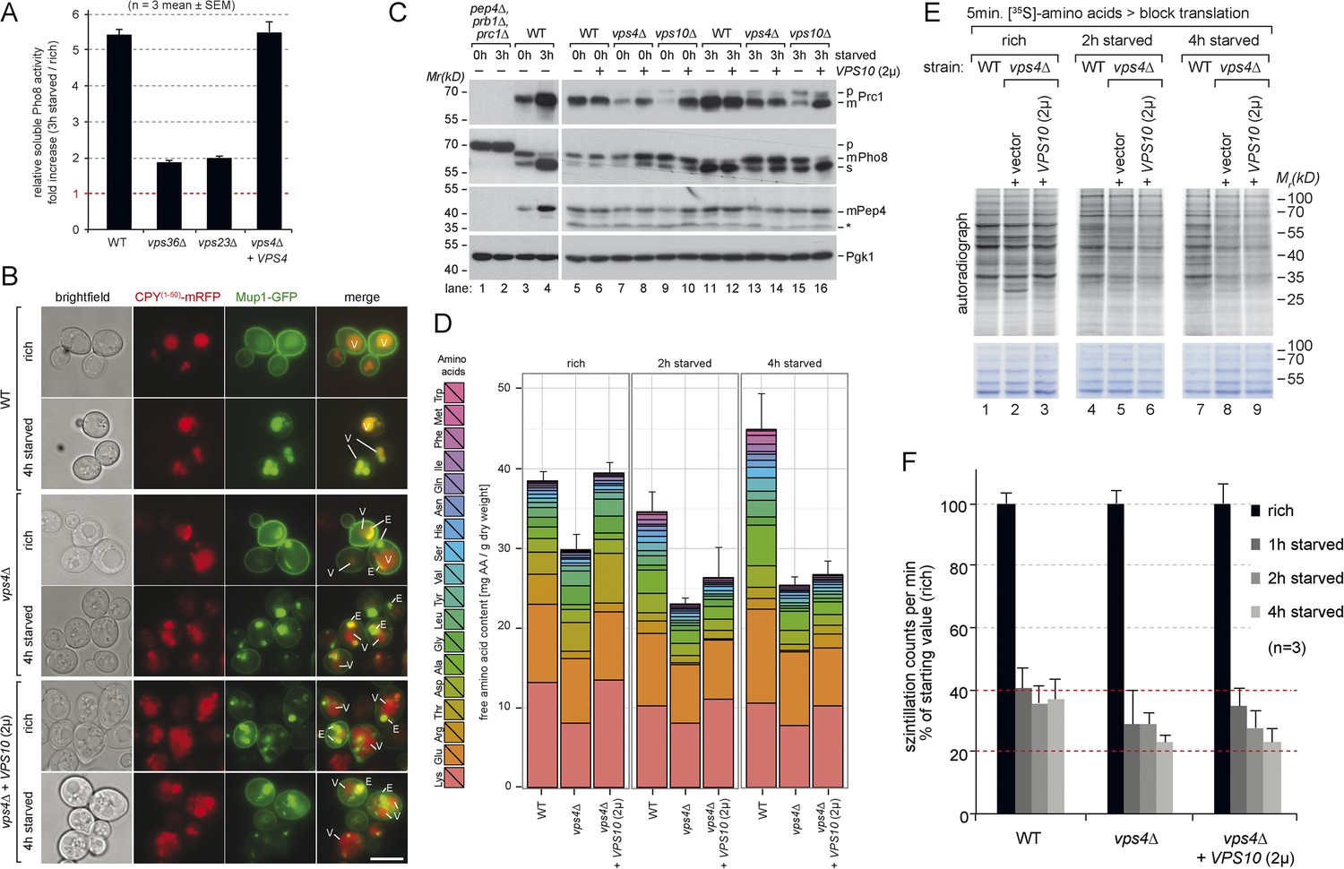 Figures And Data In The Coordinated Action Of The MVB Pathway And ...