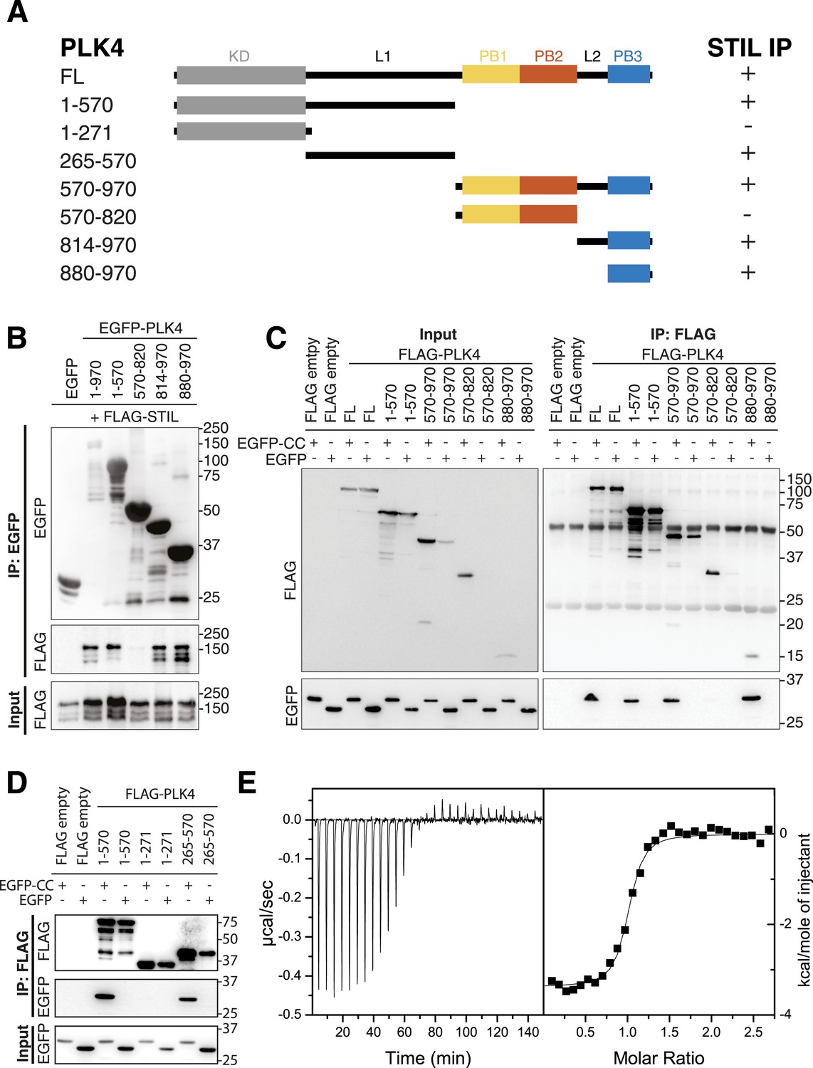 Figures and data in STIL binding to Polo-box 3 of PLK4 regulates ...