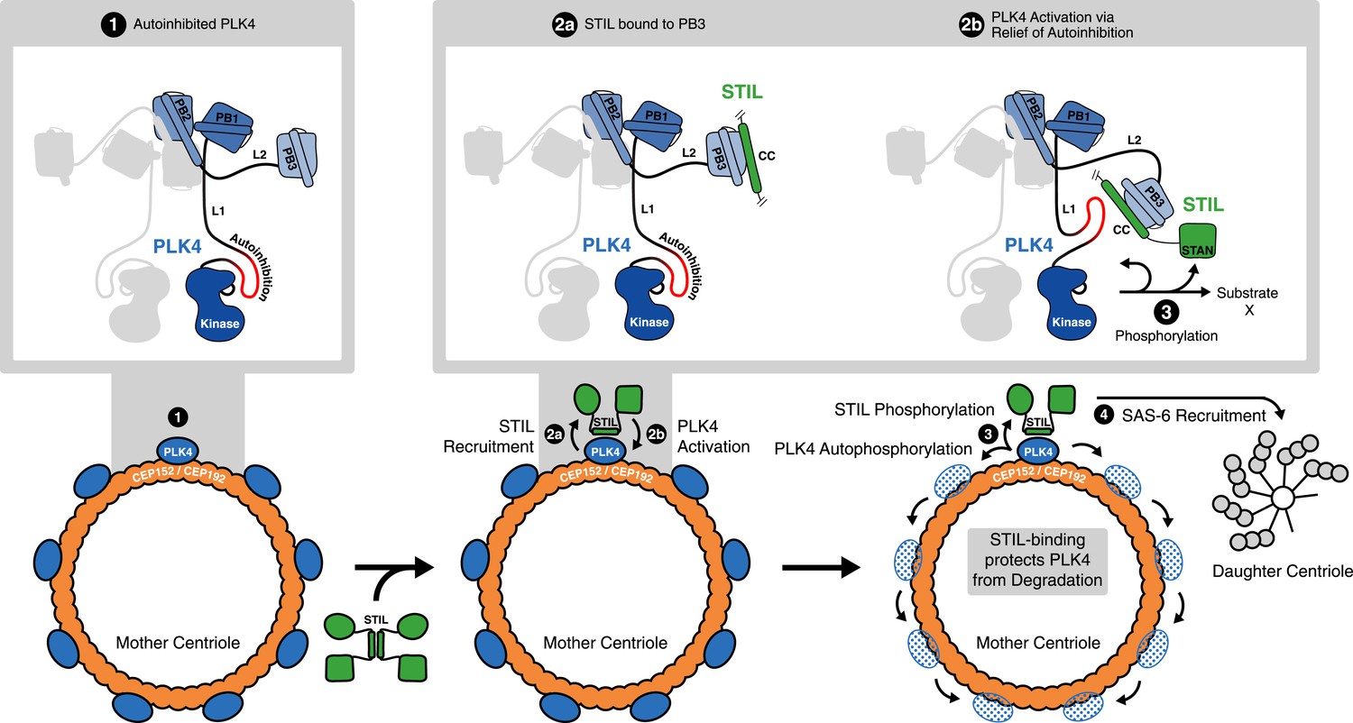 STIL Binding To Polo-box 3 Of PLK4 Regulates Centriole Duplication | ELife