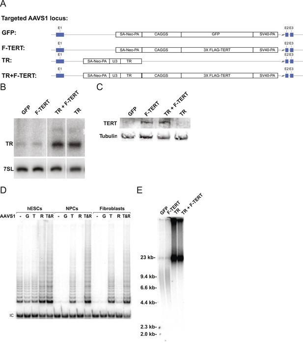 Cancer Associated Tert Promoter Mutations Abrogate Telomerase Silencing