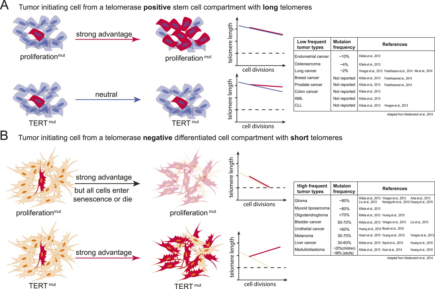 Cancer Associated Tert Promoter Mutations Abrogate Telomerase Silencing