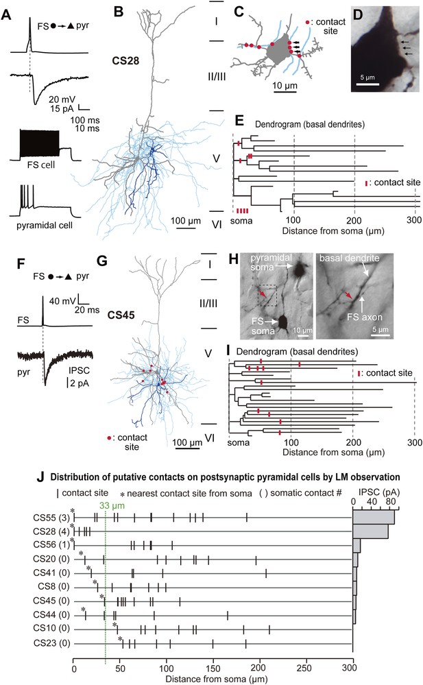 Functional Effects Of Distinct Innervation Styles Of Pyramidal Cells By