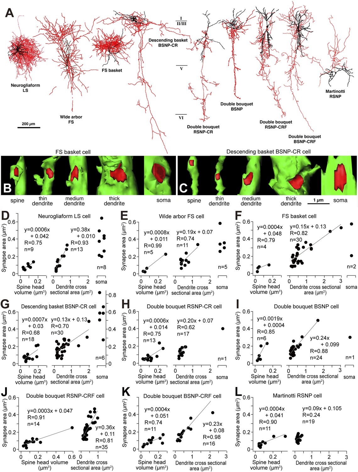 Figures And Data In Functional Effects Of Distinct Innervation Styles