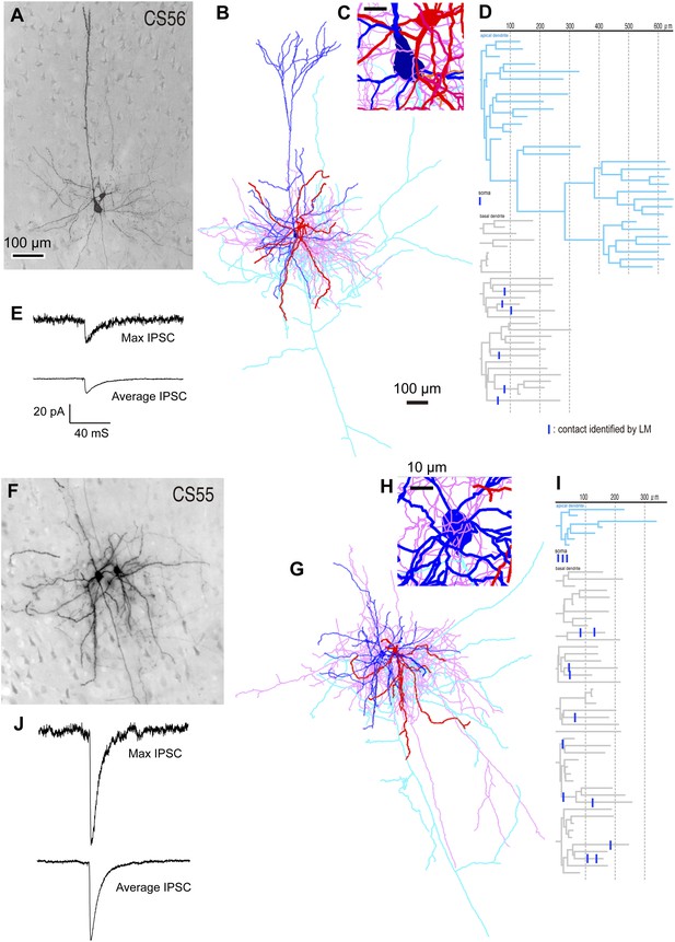 Functional effects of distinct innervation styles of pyramidal cells by ...