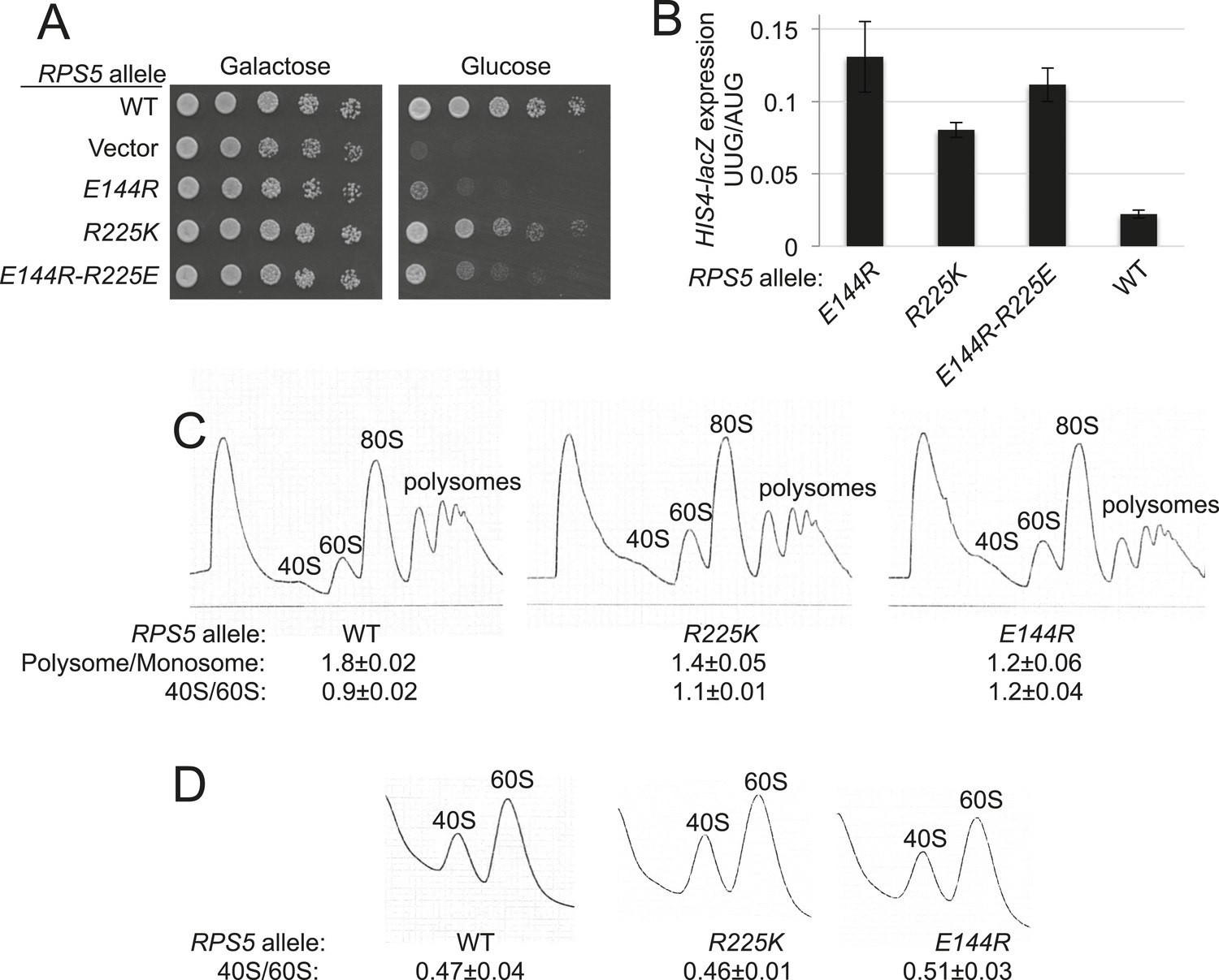 The β-hairpin of 40S exit channel protein Rps5/uS7 promotes efficient ...