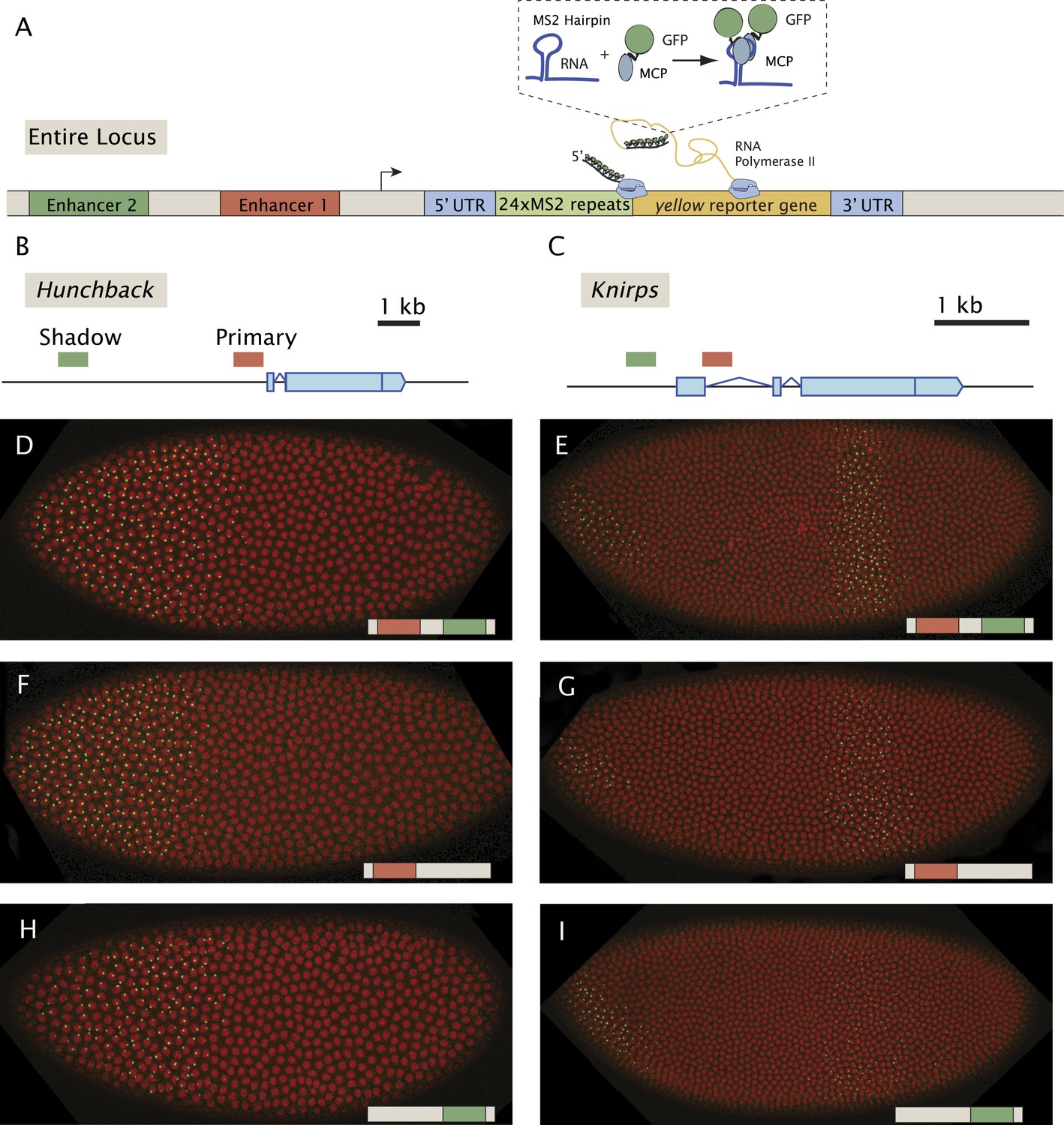 Enhancer additivity and non additivity are determined by enhancer