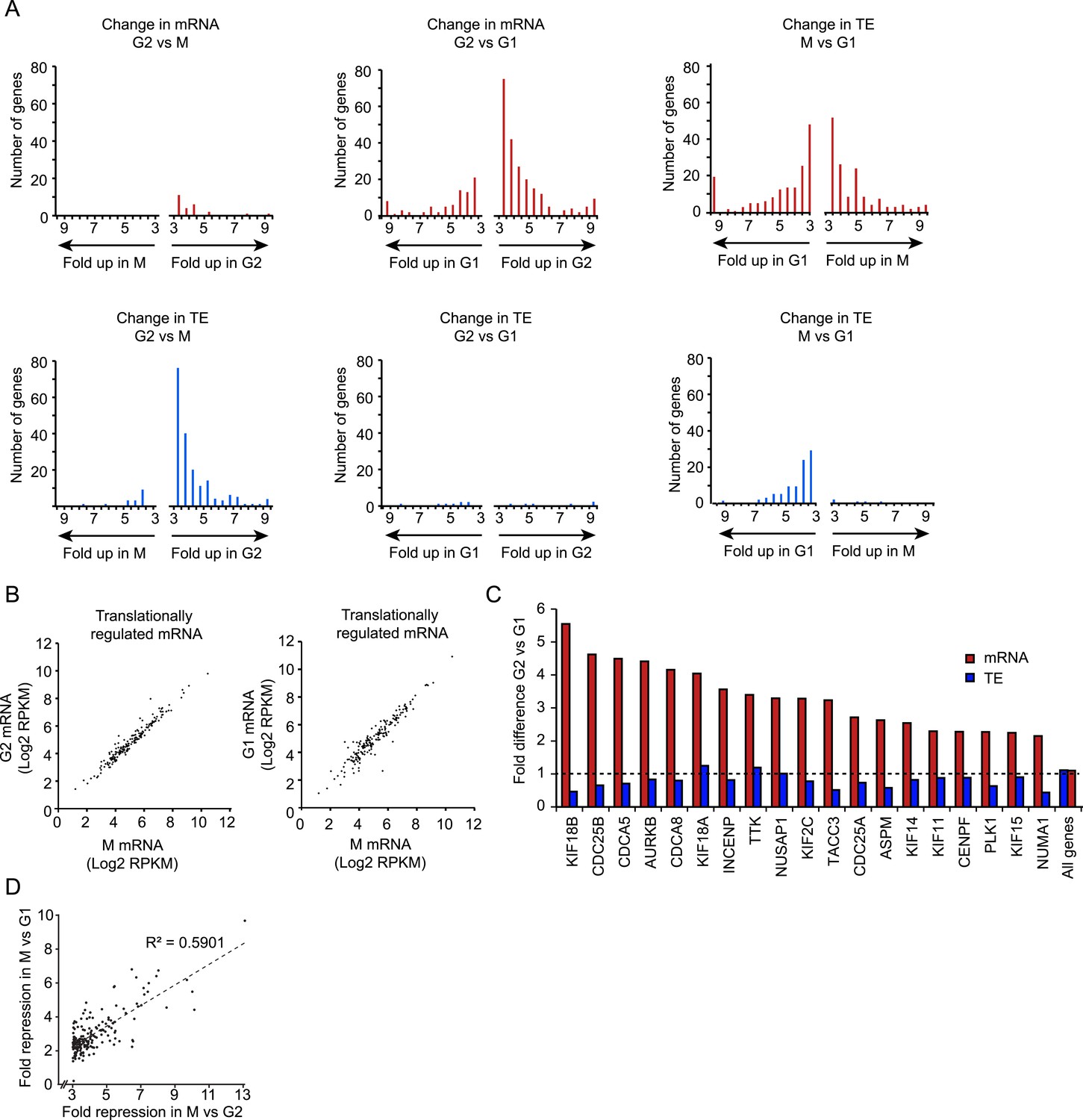 Figures and data in Regulation of mRNA translation during mitosis | eLife