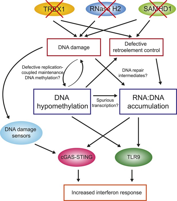 Genome-wide DNA hypomethylation and RNA:DNA hybrid accumulation in ...