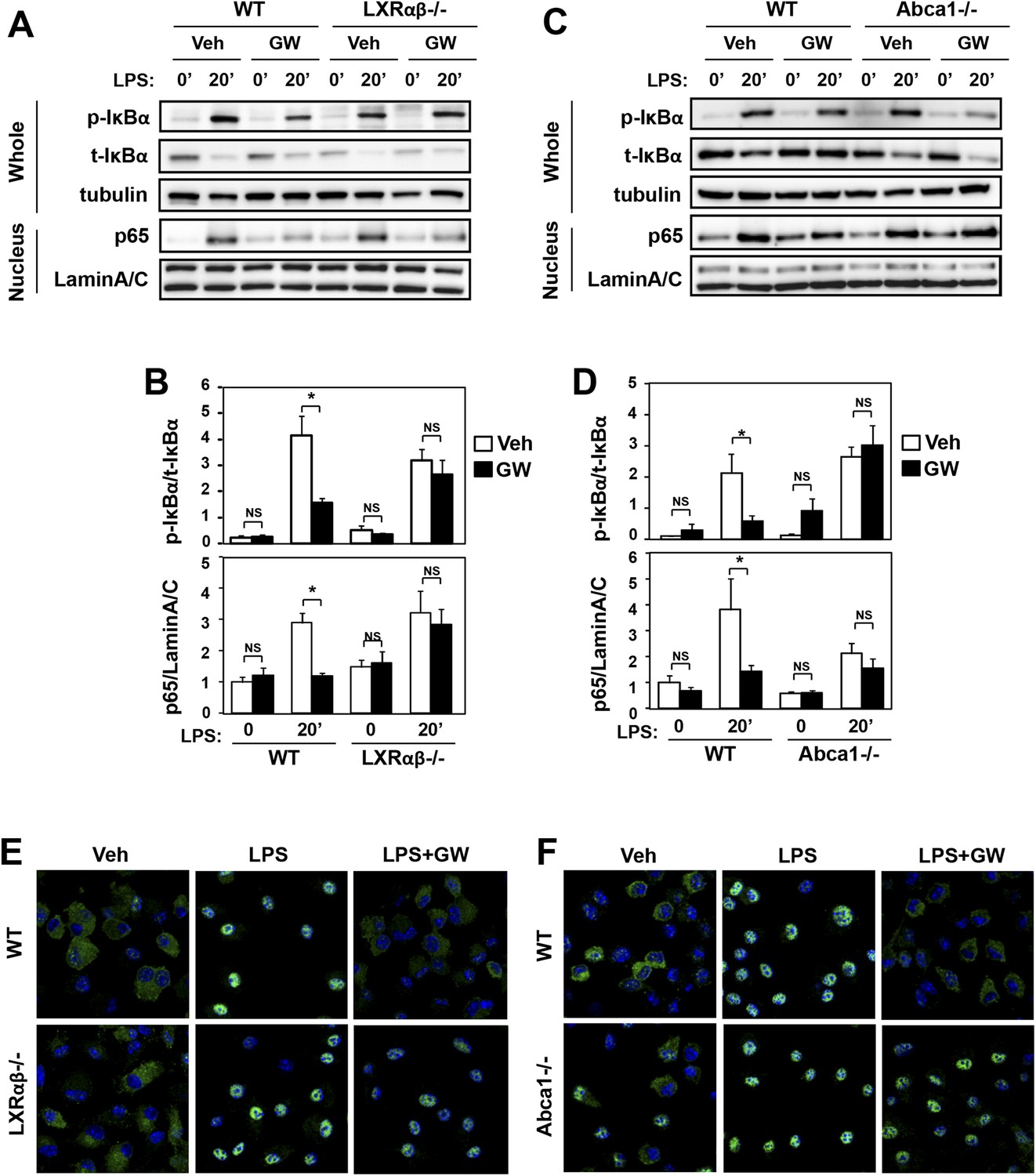 Figures And Data In Lxrs Link Metabolism To Inflammation Through Abca1 Dependent Regulation Of