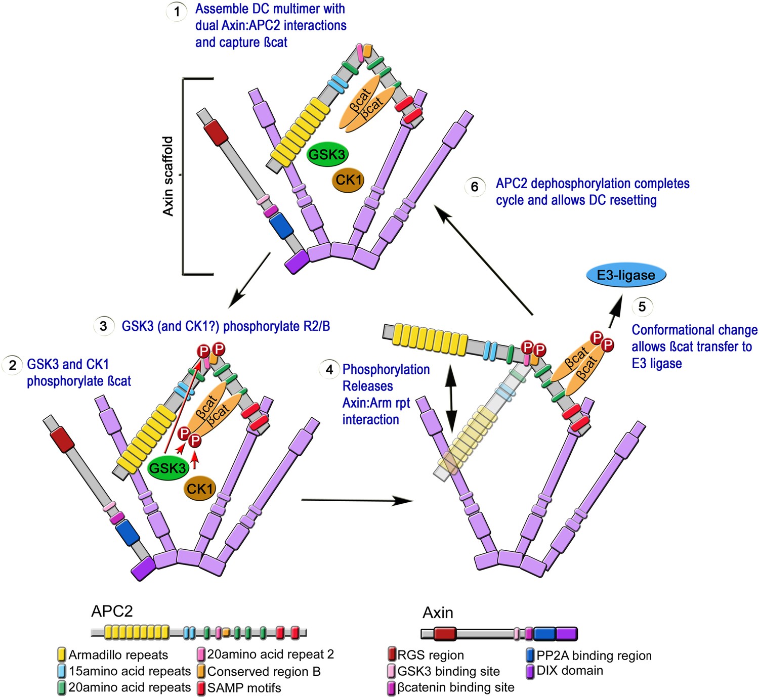 A Novel GSK3-regulated APC:Axin Interaction Regulates Wnt Signaling By ...