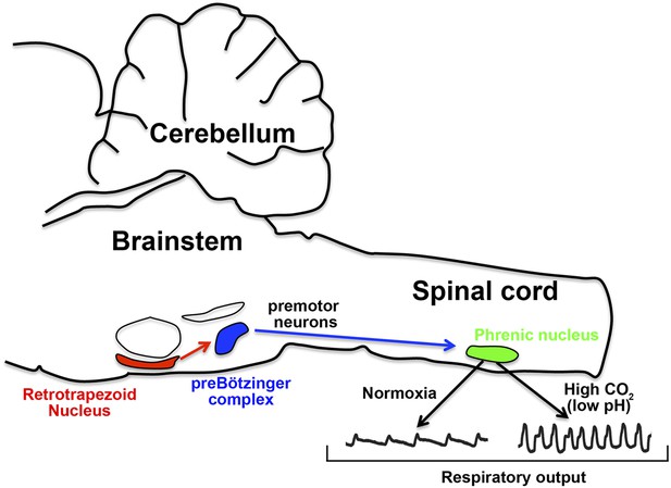 Breathing CO2 in the spotlight eLife