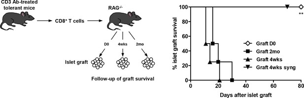 Tgfβ-dependent Expression Of Pd-1 And Pd-l1 Controls Cd8+ T Cell Anergy 