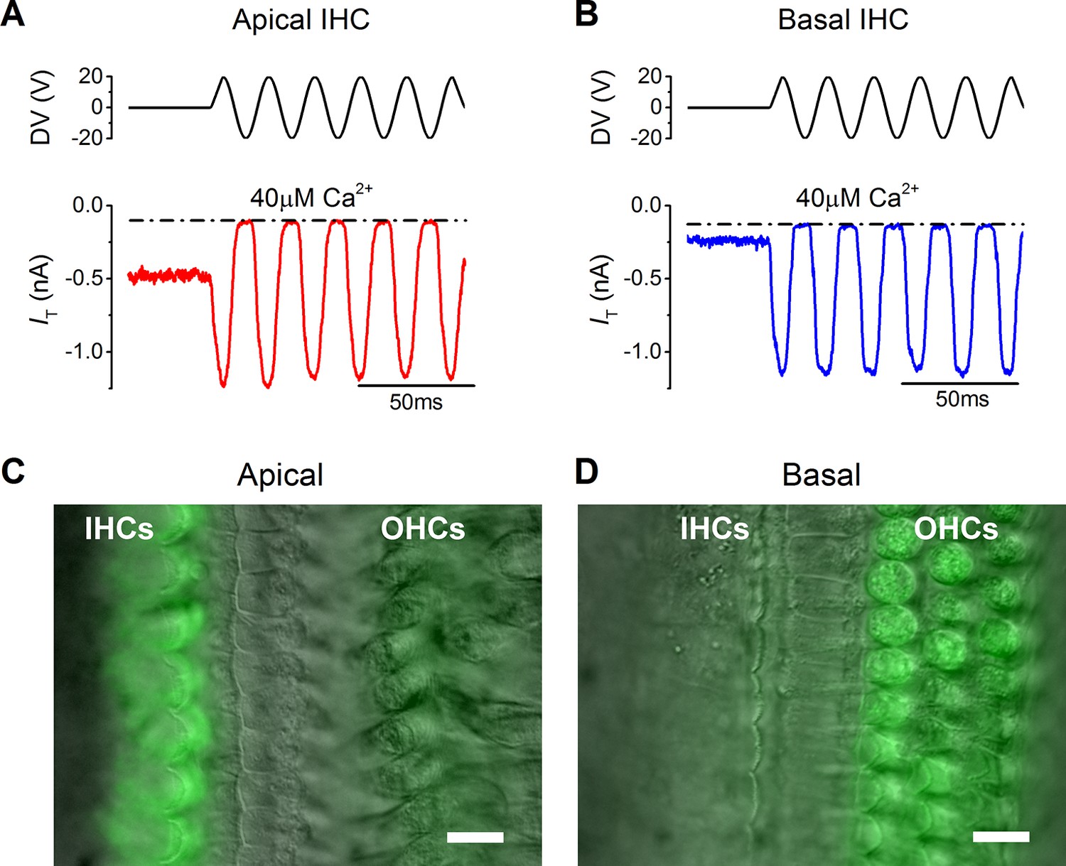 Figures And Data In Membrane Properties Specialize Mammalian Inner Hair ...