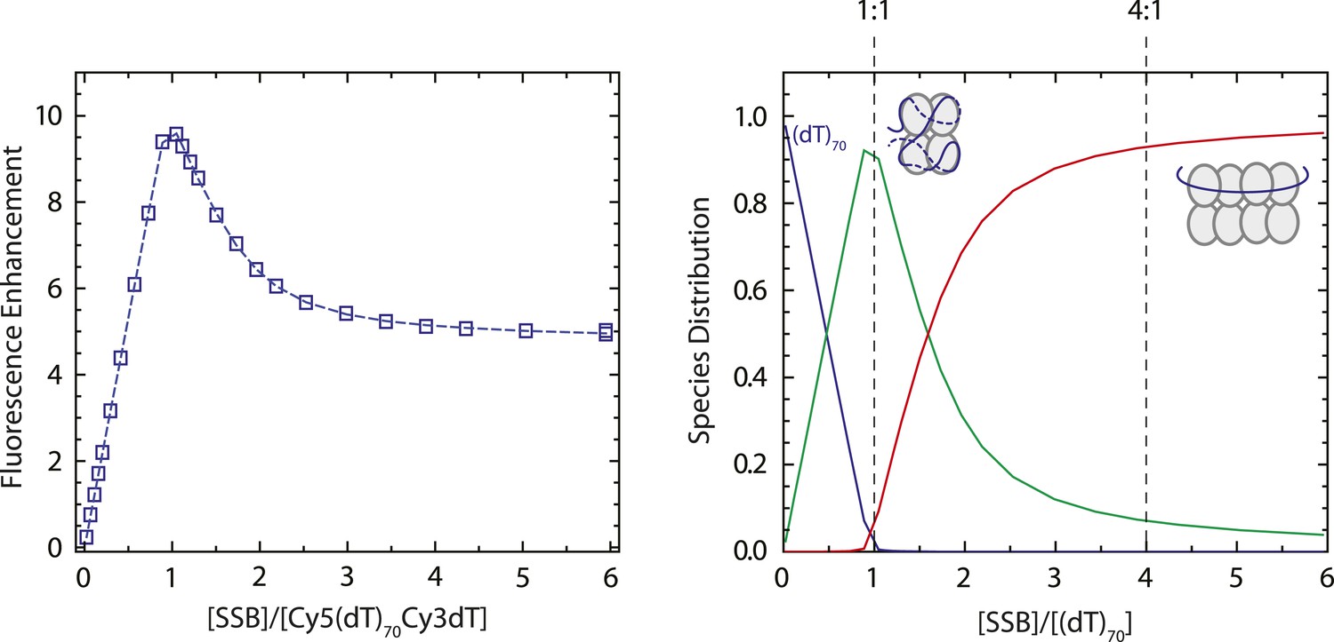 Figures And Data In Structural Dynamics Of E Coli Single Stranded Dna