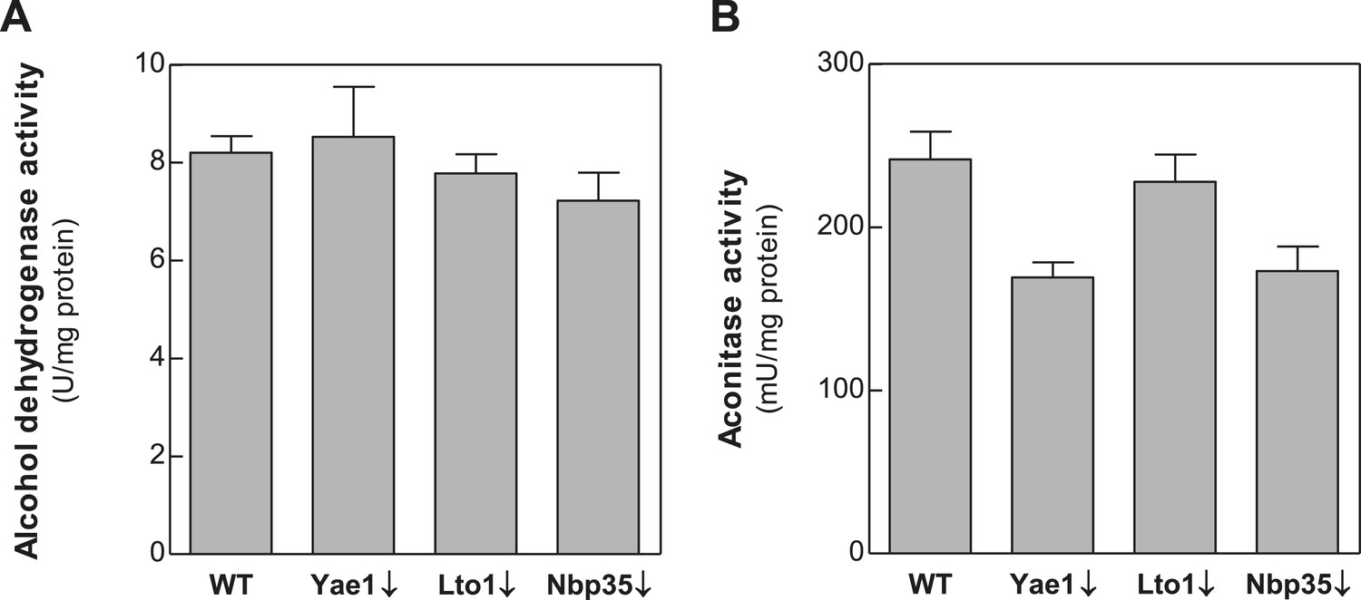 Figures and data in The deca-GX3 proteins Yae1-Lto1 function as ...