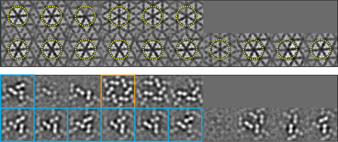 CryoEM and computer simulations reveal a novel kinase conformational switch in bacterial chemotaxis signaling | eLife CryoEM and... 