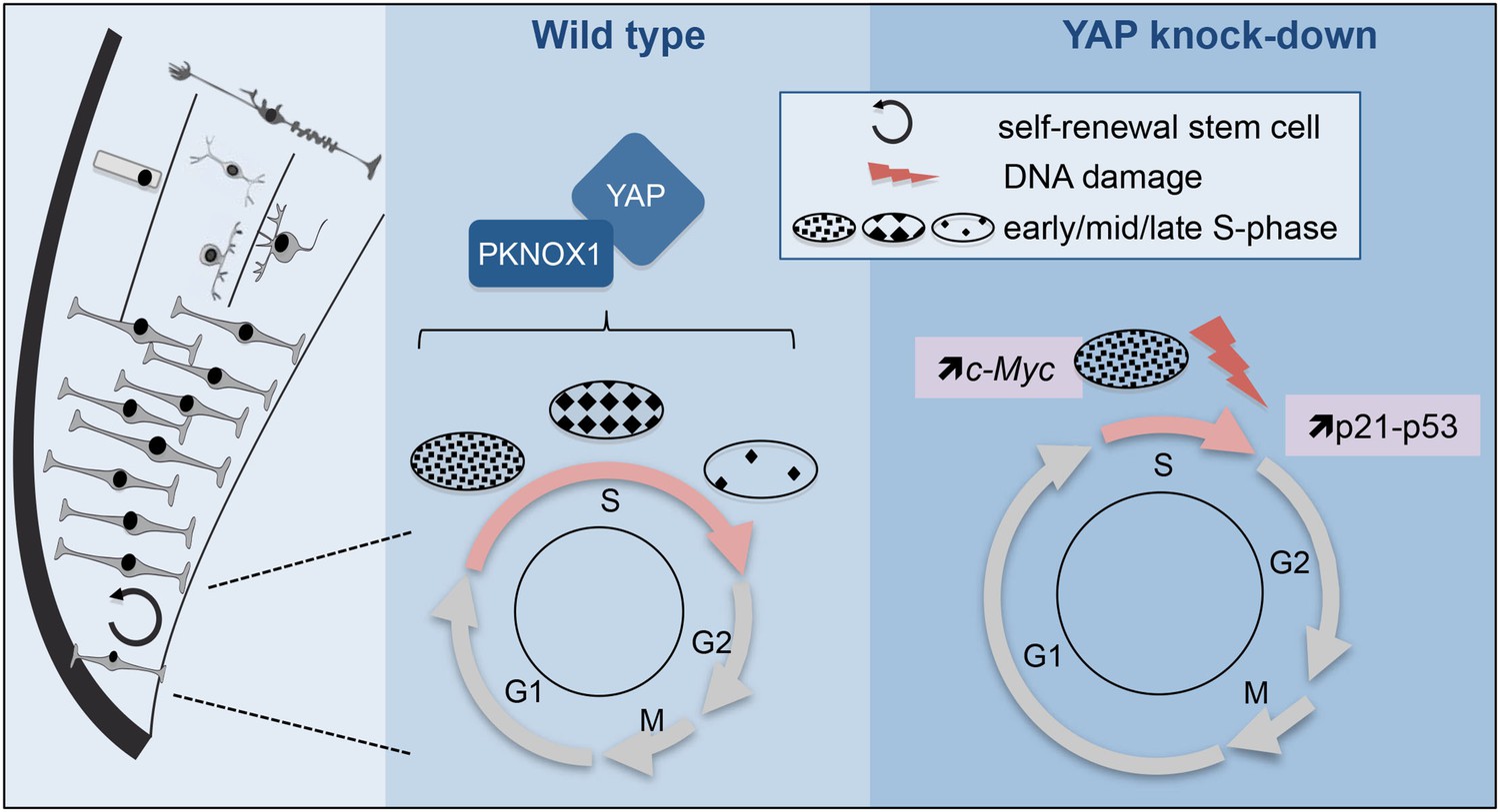 YAP Controls Retinal Stem Cell DNA Replication Timing And Genomic ...