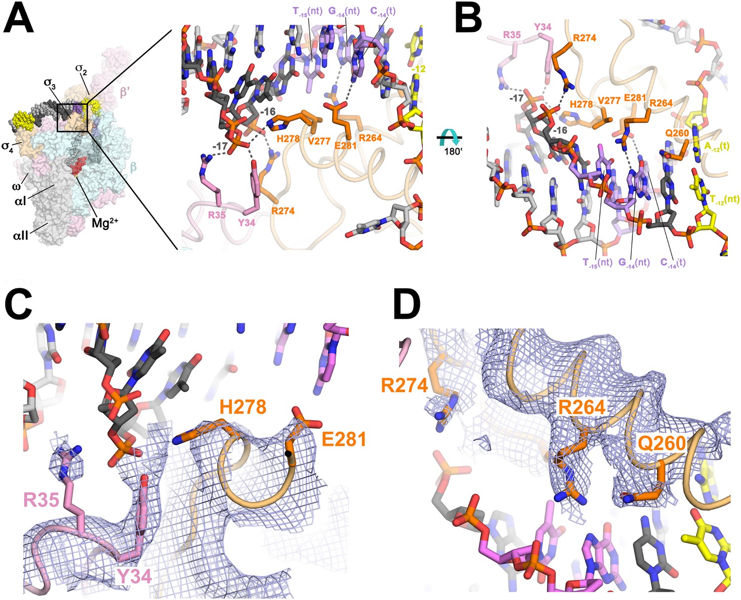 Structure Of A Bacterial Rna Polymerase Holoenzyme Open Promoter Complex Elife 7855