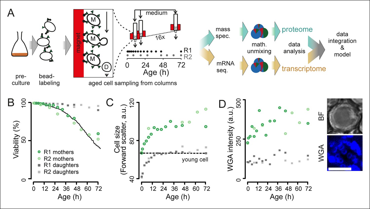 Figures and data in Protein biogenesis machinery is a driver of ...