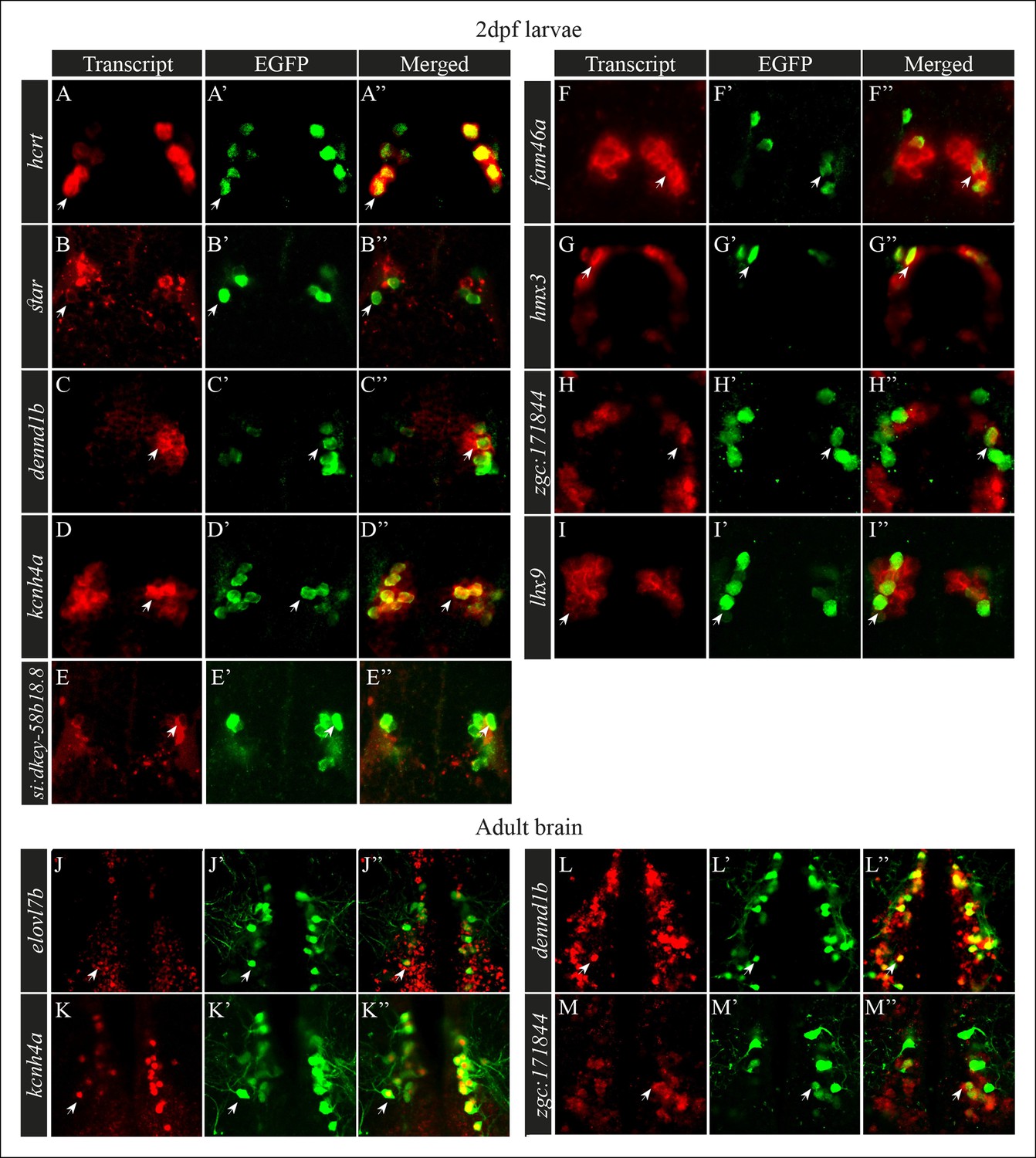 Figures And Data In Hypocretin Neuron Specific Transcriptome Profiling