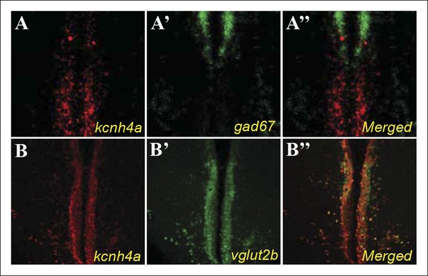 Figures And Data In Hypocretin Neuron Specific Transcriptome Profiling