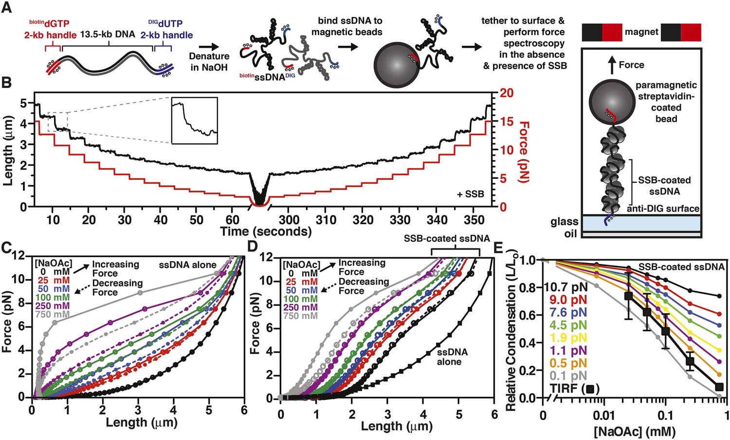 Fluorescent Single-Stranded DNA Binding Protein as a Probe for Sensitive,  Real-Time Assays of Helicase Activity: Biophysical Journal