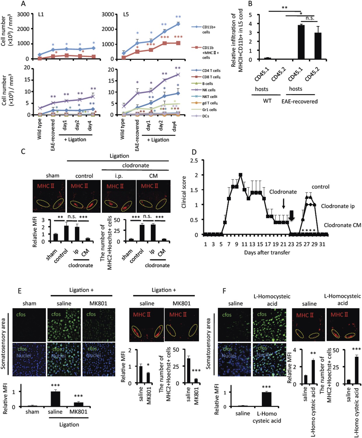 A Pain-mediated Neural Signal Induces Relapse In Murine Autoimmune 